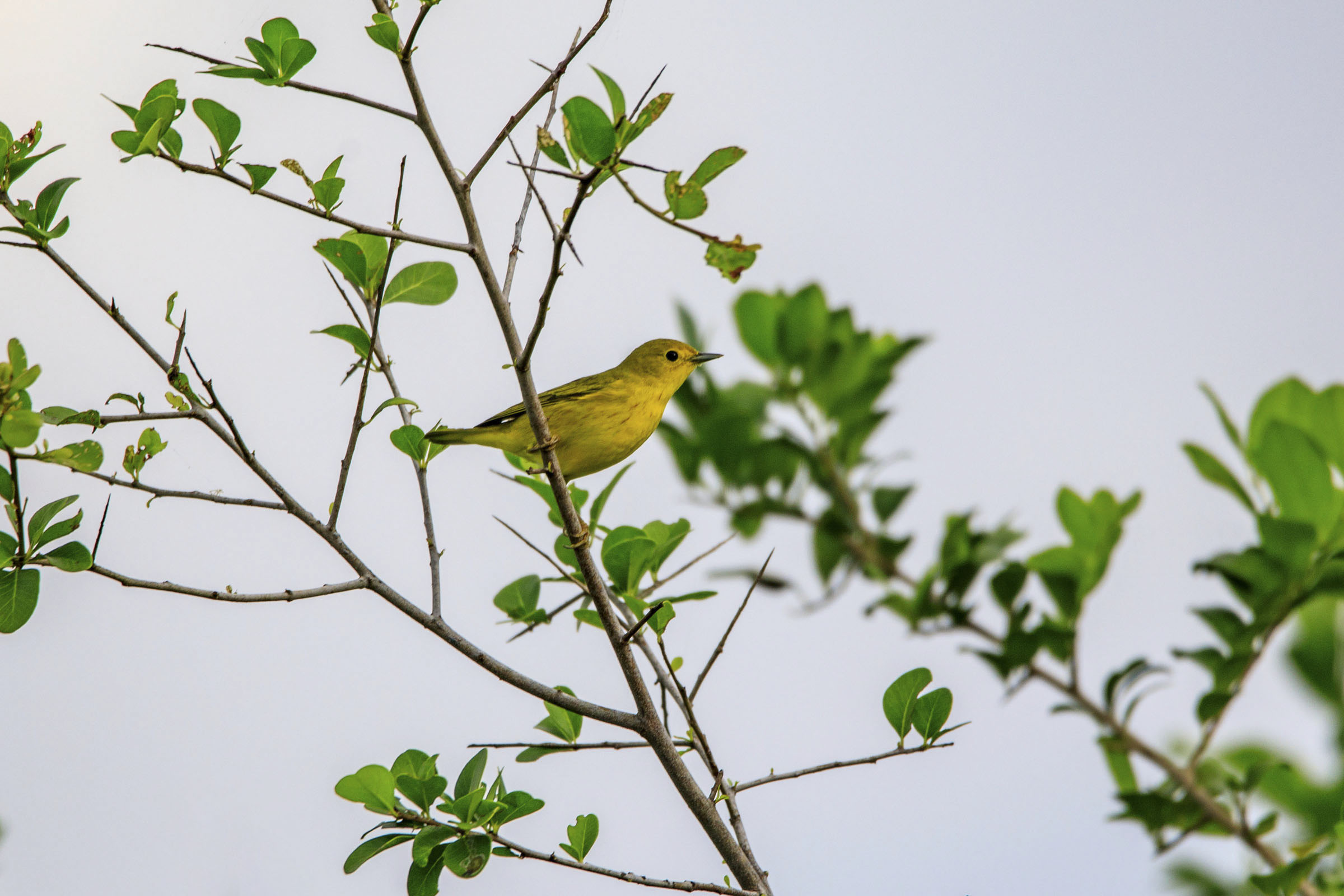 Chipe Amarillo (Setophaga petechia)